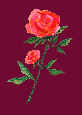 Wine Red Rose