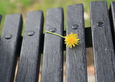 Lonely Flower on the Bench