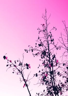 tree with pink background