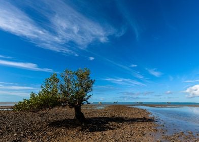 Solitary Mangrove