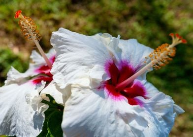 White Hibiscus Flower