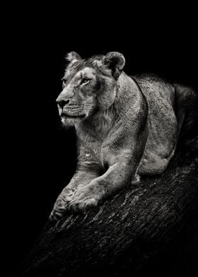 Dark Lioness