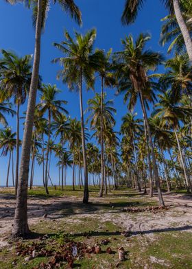 Beach Coconuts