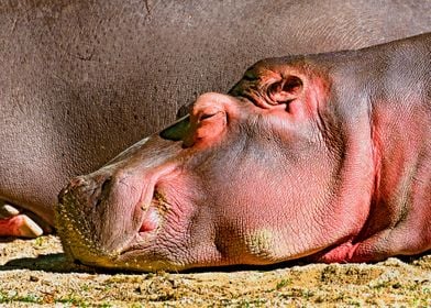 Hippopotamus 