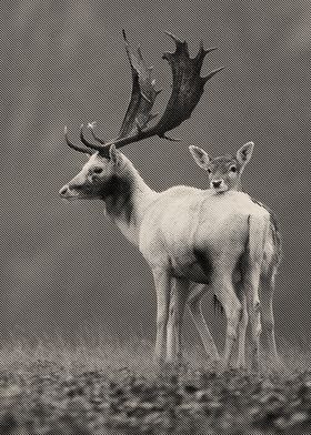 Deer and Son