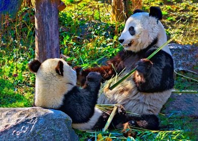 Giant panda