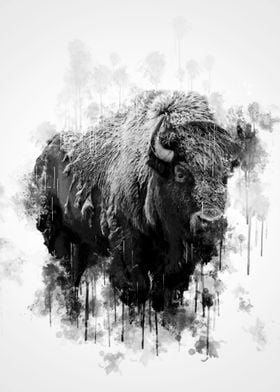 Bison Black and White