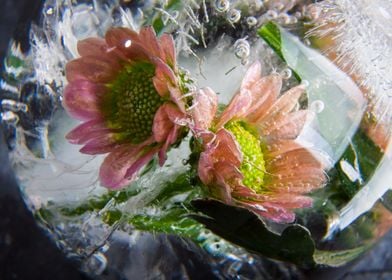 Chrysanthemum in ice 1