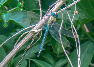 Southern Hawker Dragonfly 