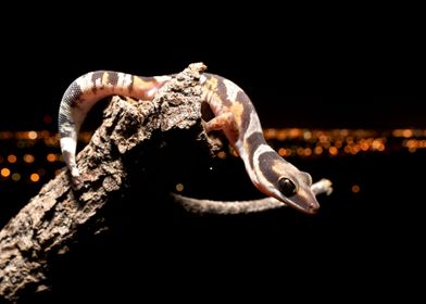 Perched (Velvet gecko)