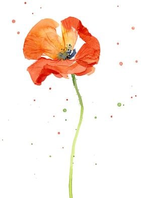 Red Poppy Watercolor