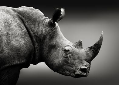 Rhino portrait