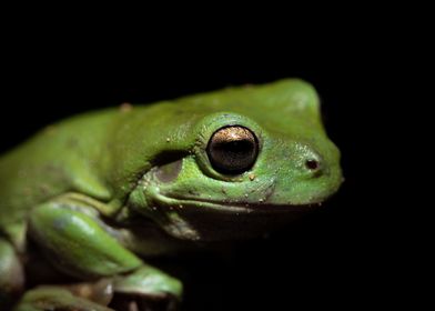 Ageing (Green tree frog)
