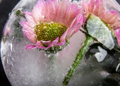 Chrysanthemum in ice 2