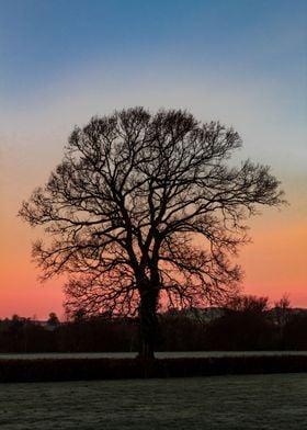Silhouette Of A Sycamore  