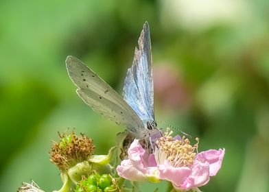 Holly Blue Butterfly 