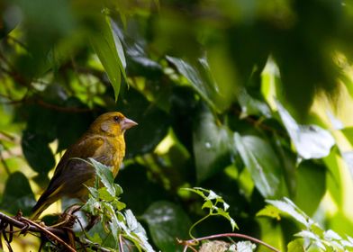 Lookout (Greenfinch)