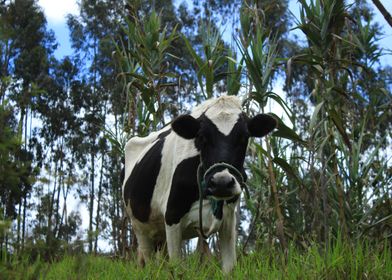 Holstein Cow in a Pasture