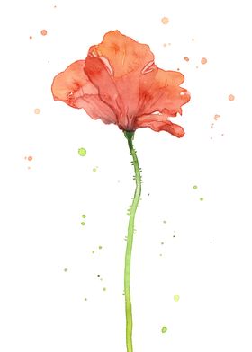 Poppy Flower Watercolor