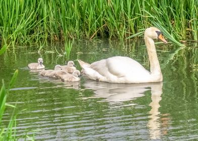 Swan Family 