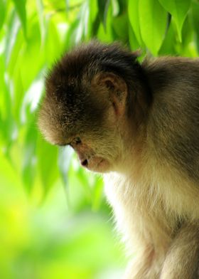 Brown Capuchin Monkey