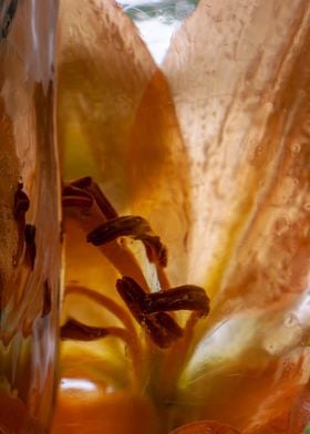 Lilium in ice 4