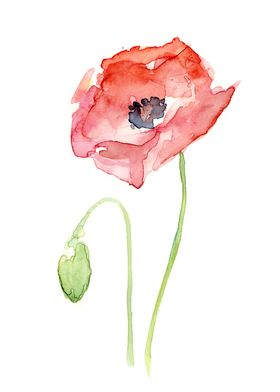 Red Poppy Floral Art