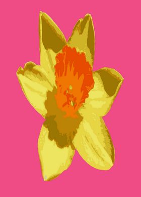 Spring Daffodil On Pink