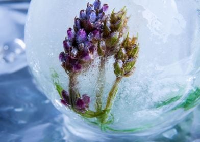 Lavender in ice sphere 2