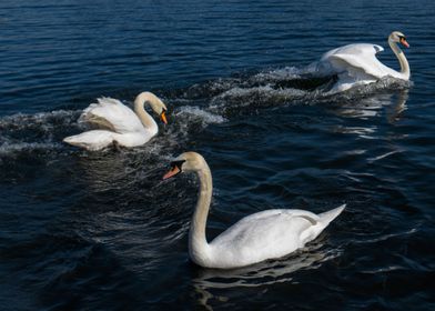 Swan Regatta