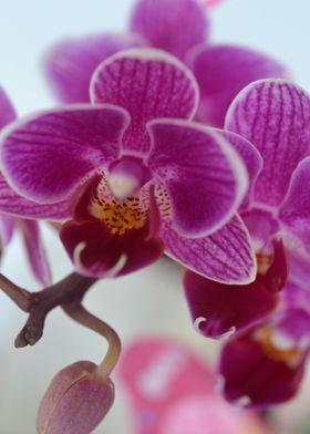 Orchidacee