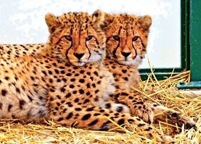 Young Cheetahs