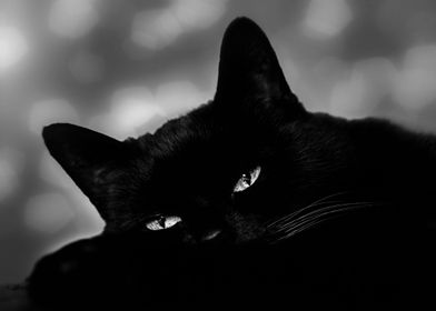 Bombay Black Cat Noir