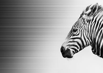 Zebra in wind fine art 