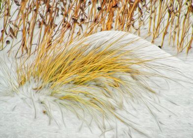Grass in Winter