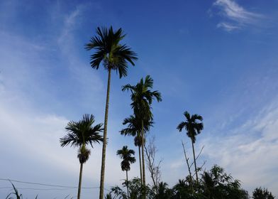 Palm Trees 