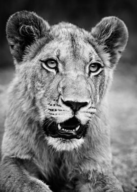 Lion close up portrait