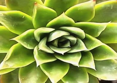 Green Succulent Close Up