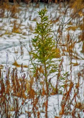 Little Pine in Winter