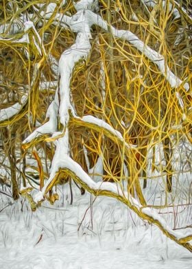 Snowy Tree Limbs