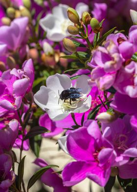 Carpenter Bee Manaca