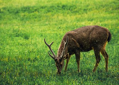 Sambar Deer Feeding Grass