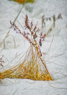 Grass Tuft in the Snow