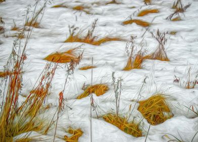 Grass Tufts in the Snow