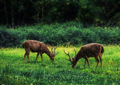 Sambar Deer in Rainy Day