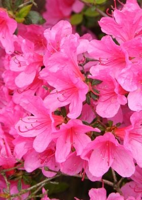 Pink Flower Azalea