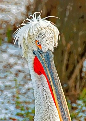 Dalmatian pelican