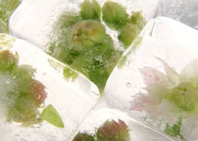 Sedum in ice cubes 3