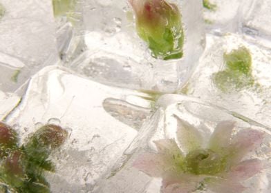 Sedum in ice cubes 2