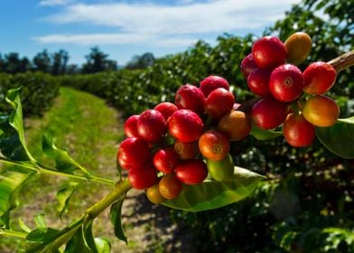 Ripe Coffee Berries